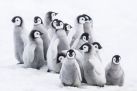 Marsz pingwinw 2: Przygoda na kracu wiata (dubbing)