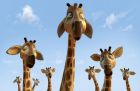 Zambezia 3D