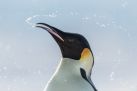 Marsz pingwinw 2: Przygoda na kracu wiata (dubbing)